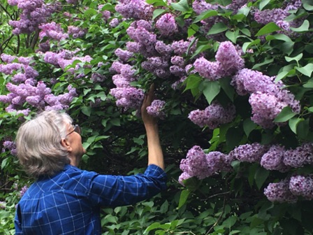 05-21_Lilacs on Summit Ave